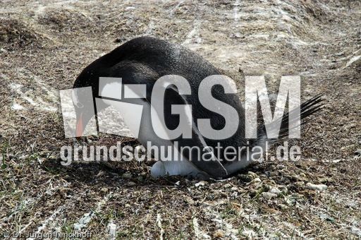 Eselspinguin (22 von 97).jpg